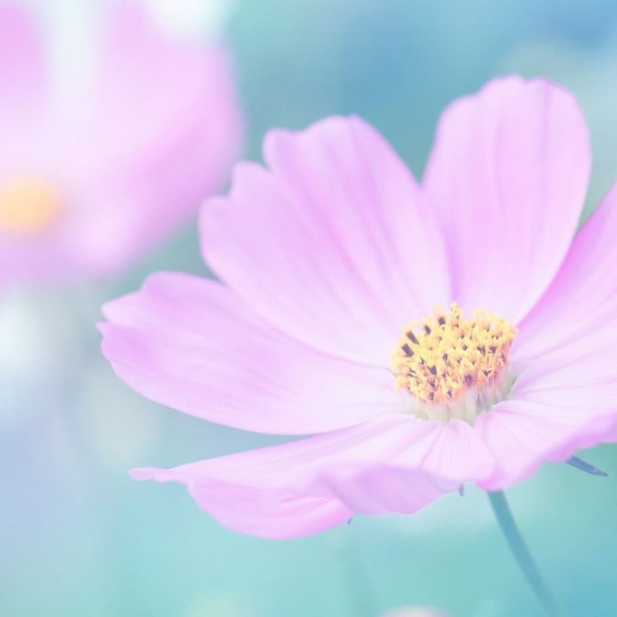 有限会社花久葬祭